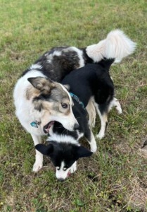 Hundebegegnungen souverän meistern